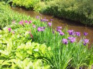 Purple Irises, Dunham Massey